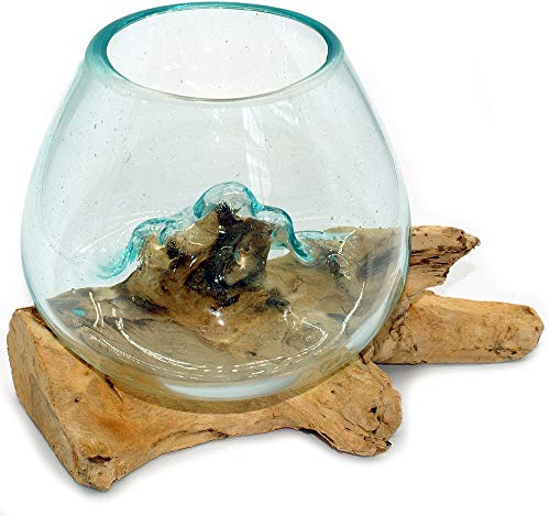 Wurzel mit Glasvase Rund Ø ca.11-12 cm Glas Kugelvase Vase auf Holz Wurzelholz (Wurzel 15-20 cm) Braun