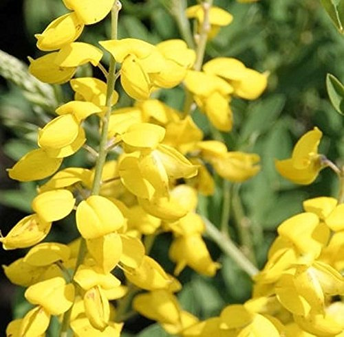Schwärzender Ginster Cyni 20-30cm - Cytisus nigricans - lebende Gartenpflanze aus den Baumschulen