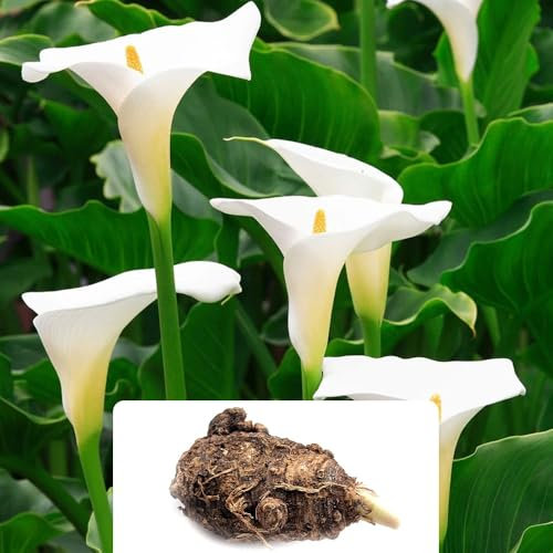 1 Zantedeschia aethiopica (Calla aethiopica) Bulb – Unique Creamy White Spring Blooms – Perennial Flowering Bulb for Your Garden’s Beauty – Cultivated for UK Climate Conditions