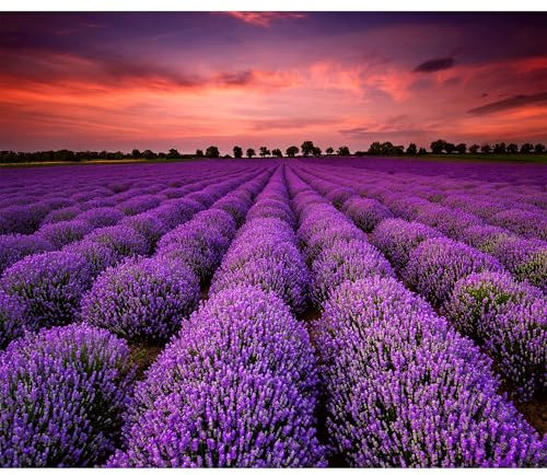 decomonkey Fototapete selbstklebend Landschaft 343x256 cm Selbstklebende Tapeten Wand Fototapeten Tapete Wandtapete klebend Klebefolie Heidekraut Nature Blumen Pflanzen Rosa Himmel Aussicht Violett