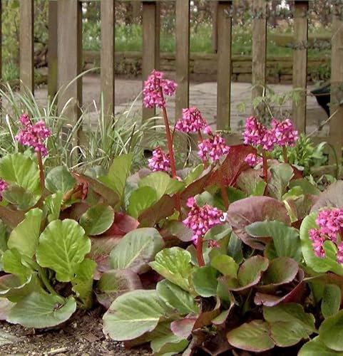 Bergenie Bressingham Ruby - Bergenia cordifolia - lebende Gartenpflanze aus den Baumschulen