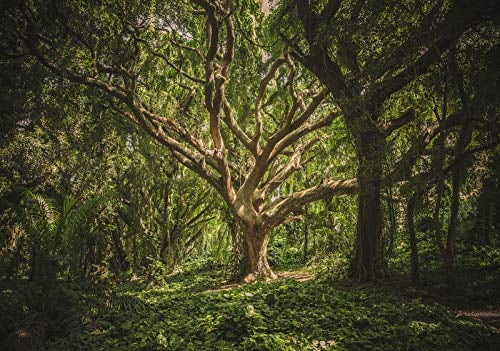 Forwall Fototapete Vlies Tapete Wanddeko Natur Wald - Bäume Grün Pflanzen Moderne Wanddekoration 13181VEXXXL 416cm x 254cm Schlafzimmer Wohnzimmer
