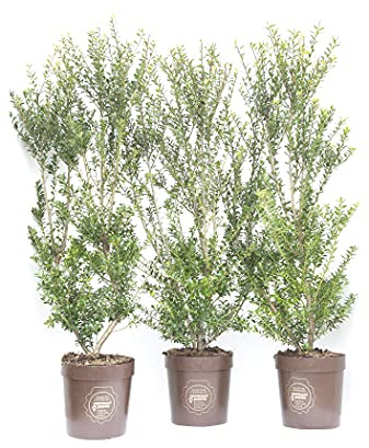 Ilex maximowicziana, Agrifoglio, Pianta vera in vaso Vannucci Piante, Pianta da terrazzo (cod. 6) (3x)