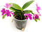 POWERS TO FLOWERS - ORCHIDEA PHALAENOPSIS PROFUMATA, LIODORO, LOVE POTION, Pianta Vera