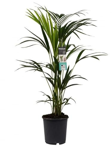 DECOALIVE Howea Forsteriana Kentia Palma de Interior Planta Natural