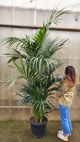 POWERS TO FLOWERS - KENTIA, KENZIA, altezza220/240cm, pianta vera
