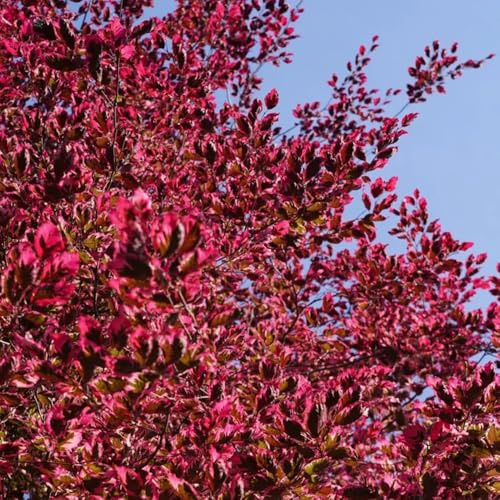 rotbuche, immergrüne winterhart garten rotbuchenhecke geschenke für gartenliebhaber für sonnige 55samen