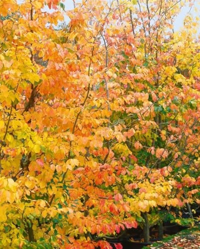 Eisenholzbaum Parrotia persica 150-175 cm Solitär winterhart | Herbstfärbung, sonnig bis halbschattig, robust, langlebig, ideal als Blickfang, für Einzelstellung im Garten geeignet