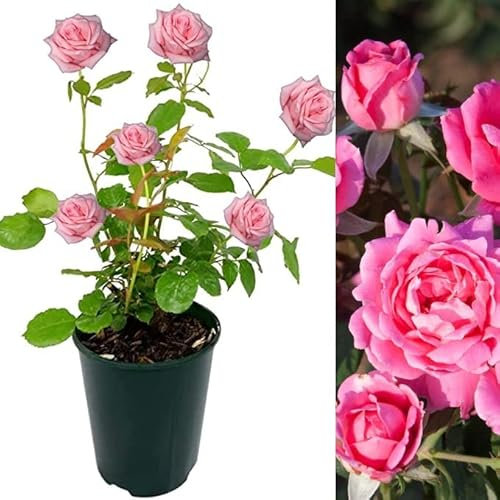 Rose Bush Pink Fire - Floribunda Pink Rose Bush for The Garden in a 3 Litre Pot (3 Plants)