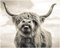 Puzzles für Erwachsene, 1000 Teile, Highland Cow Puzzles, Kinder, pädagogisches, intellektuelles, dekomprimierendes, lustiges Familienspiel, 38 x 26 cm