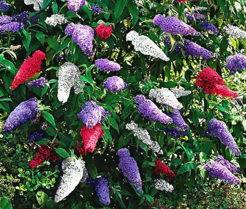 Cespuglio di farfalla MIX Buddleia Davidii - 200 Semi Bulk