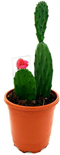 POWERS TO FLOWERS - OPUNTIA, FICO D'INDIA A FRUTTI ROSSI, Vaso 13cm diametro, pianta vera