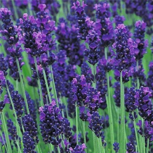 English Lavender Augustifolia 'Hidcote' Perennial Garden Plug Plants (Pack of 12)