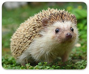 Hedgehog Mouse Rubber Mat Pad Cute Garden Animals Kids Mum Fun Computer #8205