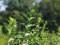 5 Stk. Liguster Ovalifolium Ligusterhecke Containerware 40-60 cm hoch - Ligustrum Ovalifolium - Garten von Ehren®