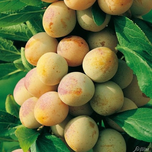 Mirabelle von Nancy Prunus domestica Mirabelle de Nancy Zwergmirabelle bis 400cm winterhart