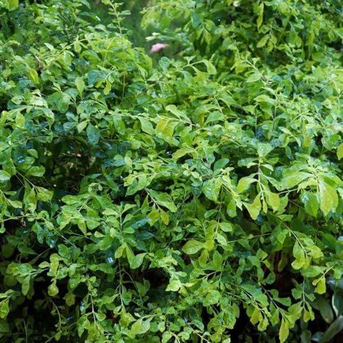 120 Pezzi Semi Di Piante Da Siepe Di Ligustro, Piante In Vaso Resistenti All'Esterno, Decorazione Del Soggiorno, Ligustrum Lucido, Piante Resistenti Per Giardino, Regalo Giardino