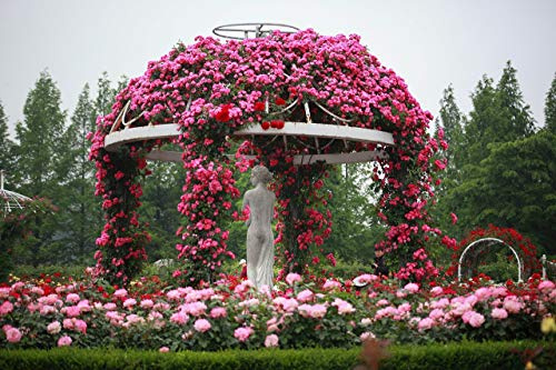 Mediterrano Rosendünger – Premium-Nährstoffe für kräftige, farbintensive Blüten & gesunde Rosen! 10 Kg