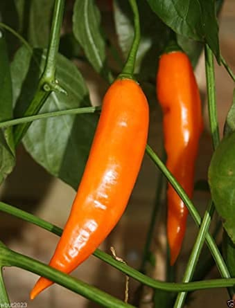 Aamish 10pcs Aji Amarillo-Semillas de pimiento amarillo peruano