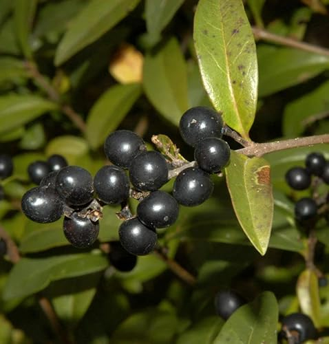 Schwarzgrüner Liguster 125-150cm - Ligustrum vulgare