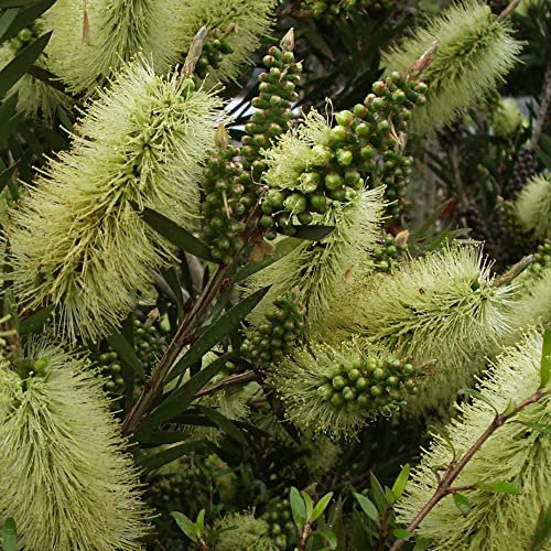 Callistemon Honey Pot Yellow Bottlebrush Tender Shrub Yellow Flowers Pollinators Small Gardens Containers 1x 9cm Pot Supplied by Thompson and Morgan