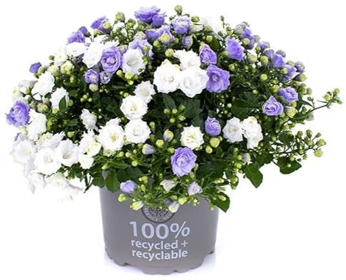 POWERS TO FLOWERS - CAMPANULA FIORE DOPPIO BLU e BIANCA, VASO 12CM DIAMETRO, pianta vera