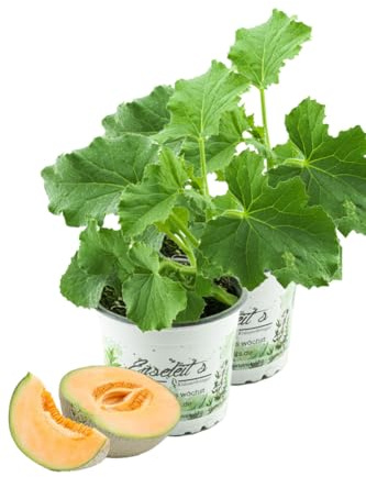 2er Set Zuckermelonen Pflanze, frische Zuckermelone aus Nachhaltigem Anbau!