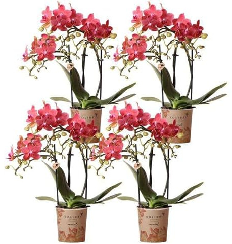 Phalaenopsis Orchideen „Kongo Rot“ – 4 Orchideen – ca. 30–35 cm hoch – Ø9 cm – rote Mini-Orchideen – Zimmerpflanze für Tisch & Fensterbank