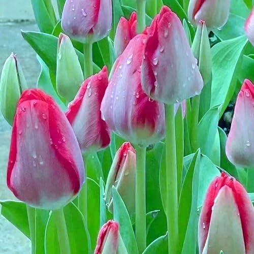 Tulpenzwiebeln 、 Tulpenzwiebeln mehrjährig 、Tulpen zwiebeln mehrjährig 、Tulpenzwiebeln weiss 、 Tulpenzwiebeln rot