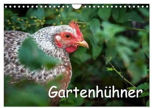 Gartenhühner (Wandkalender 2025 DIN A4 quer), CALVENDO Monatskalender: Portraits von glücklichen Hühnern