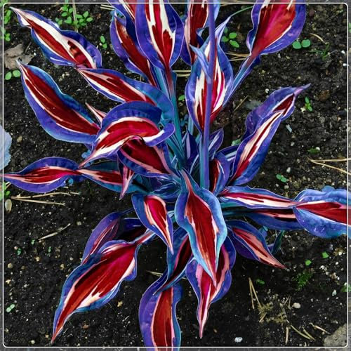 Excellent Display, Easy to Plant, Wedding Flowers, Greening Flower,Hosta Rhizome，Flowering Rhizome,Hostas for Planting, Indoor or Outdoor-4 Bulbs-D