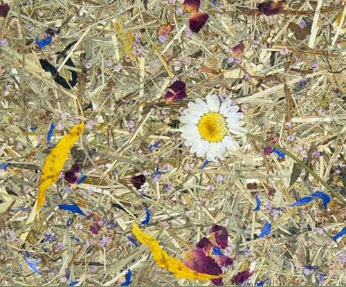 Organoid ALMWIESN Naturtapete aus echtem Heu – Alpenwiesen-Wandverkleidung auf Flachsvlies mit hoher Dichte – Margeritenblüten & Naturmaterial – 1,36 m x 1,00 m Rolle