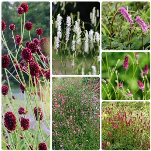 Semi di prato, Sanguisorba officinalis, semi di vecchie varietà prodotti sostenibili vegetali, da giardino Semi di perenni 20pcs