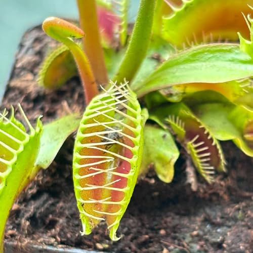 Venusfliegenfalle - büropflanzen Dionaea muscipula - deko wohnzimmer winterharte für garten kübelpflanzen gartenpflanzen 400pcs