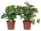 Plant in a Box - Syngonium 'Pixie' - Pfeilsplanze - 2er Set - Zimmerpflanzen - Topf 12cm - Höhe 25-40cm