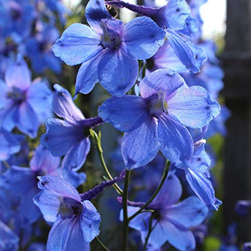 Larkspur Gentian Blue Hardy Annual Delphinium 1 x Seed Packet (Approx. 100 Seeds) by Thompson & Morgan