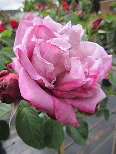 Stammrose Waltz Time® - Rosa Waltz Time® - duftend+++
