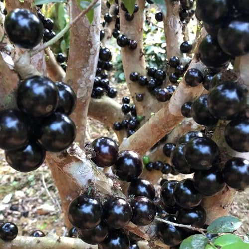 30 pz Semi di Jabuticaba - frutta pianta fresca in vaso piante perenni resistenti perenni Pianta di Jabuticaba - Plinia cauliflora - Piante da balcone con frutti colonnari resistenti
