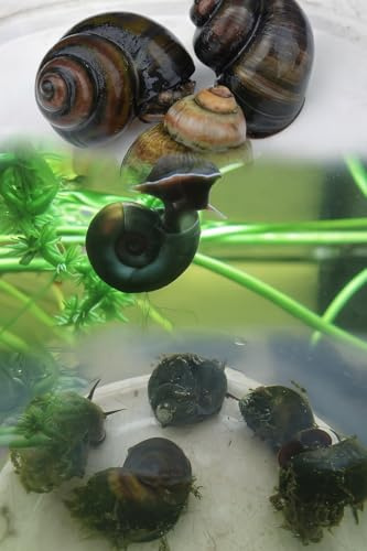 5 Pond Snails, UK Native Starter Pack. Ramshorn & Trapdoor Snails. Reduce Algae