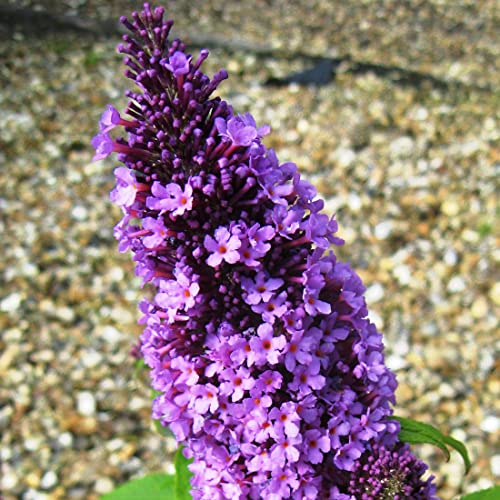 3 x Sommerflieder 'Pink Delight' - Buddleja Davidii 40-60 cm im Container - wunderschönen, länglichen Blüten in Schattierungen von Blau-Lila bis Blau-Violett.