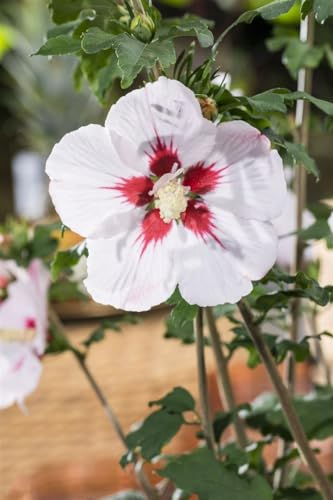 Hibiskus 'Helene' C5 40-60cm - Winterharte Garten-Eibisch Pflanze, Blütenreich & Pflegeleicht