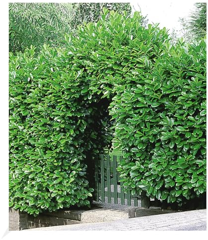 BALDUR Garten Kirschlorbeer Hecke, 50 Pflanzen Prunus laurocerasus winterhart und immergrün, blickdichter Sichtschutz, mehrjährig, Prunus laurocerasus
