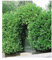 BALDUR Garten Kirschlorbeer Hecke, 50 Pflanzen Prunus laurocerasus winterhart und immergrün, blickdichter Sichtschutz, mehrjährig, Prunus laurocerasus