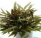 Kompakter Wasserkelch / Cryptocoryne wendtii ‘Kompakt' - In-Vitro Aquariumpflanze