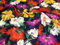 John Kaldor Crepe de Chine Stoff, mehrfarbig, Meterware