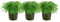 AquaOne Aquarium Pflanze 3 Stück Hottonia palustris I Wasserpflanze Aquariumpflanze Stängelpflanze voll durchwurzelt einfach pflegeleicht Aquascaping Dekoration