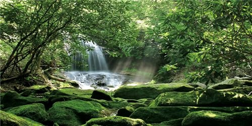 MIRRORANG 91x41cm Wald Terrarium Hintergrund Tropischer Regenwald Reptilien Lebensraum Hintergrund Stein Sonniger Wasserfall Aquarium Hintergrund Vinyl