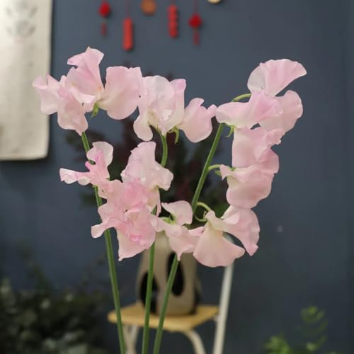 300 pcs Wicken Samen, Duftwicke/Edelwicken/Edelwicke frühlingsblumen garten blumen, (Lathyrus odoratus) blumensamen bienenwiese mini gewächshaus fensterbank winterharte kübelpflanzen,