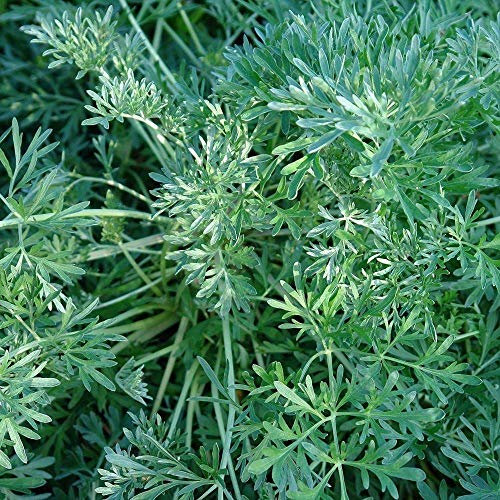 Portal Cool 75+ Graines: Graines absinthe (Artemisia absinthium) des capsules de graines congelées