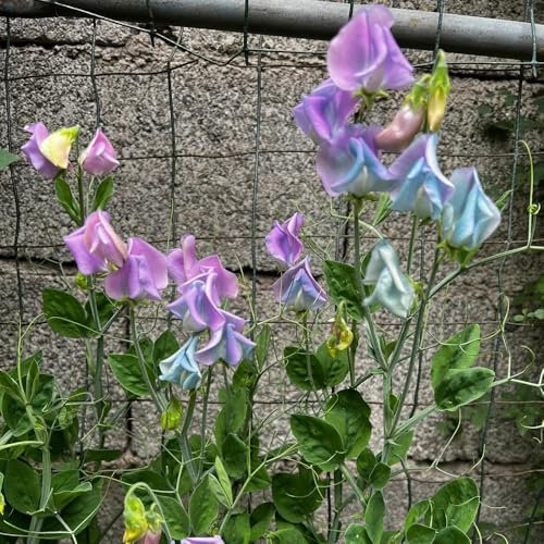 semillas de guisantes de olor perennes, guisantes olor - Semillas flores plantas interior exóticas aptas para abejas arveja Decoración sala estar con abejas en el prado flores del 350pcs